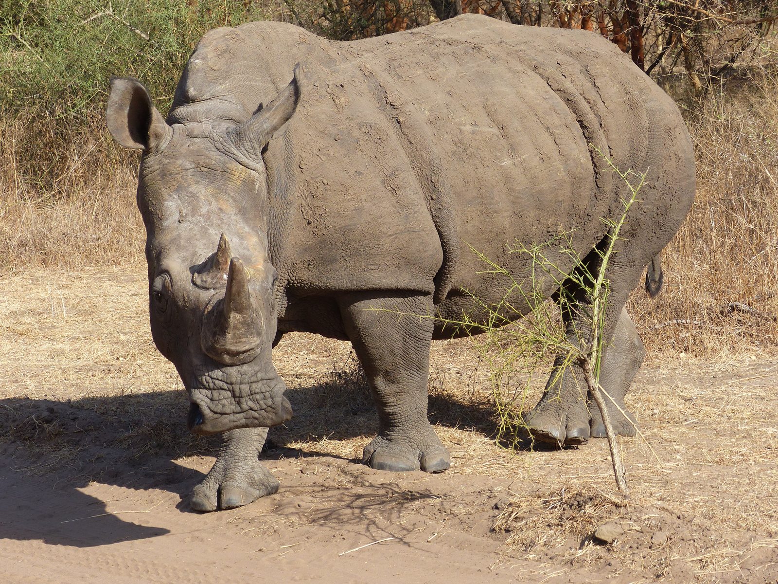 Rhinocéros blanc dans la réserve de Bandia, Sénégal