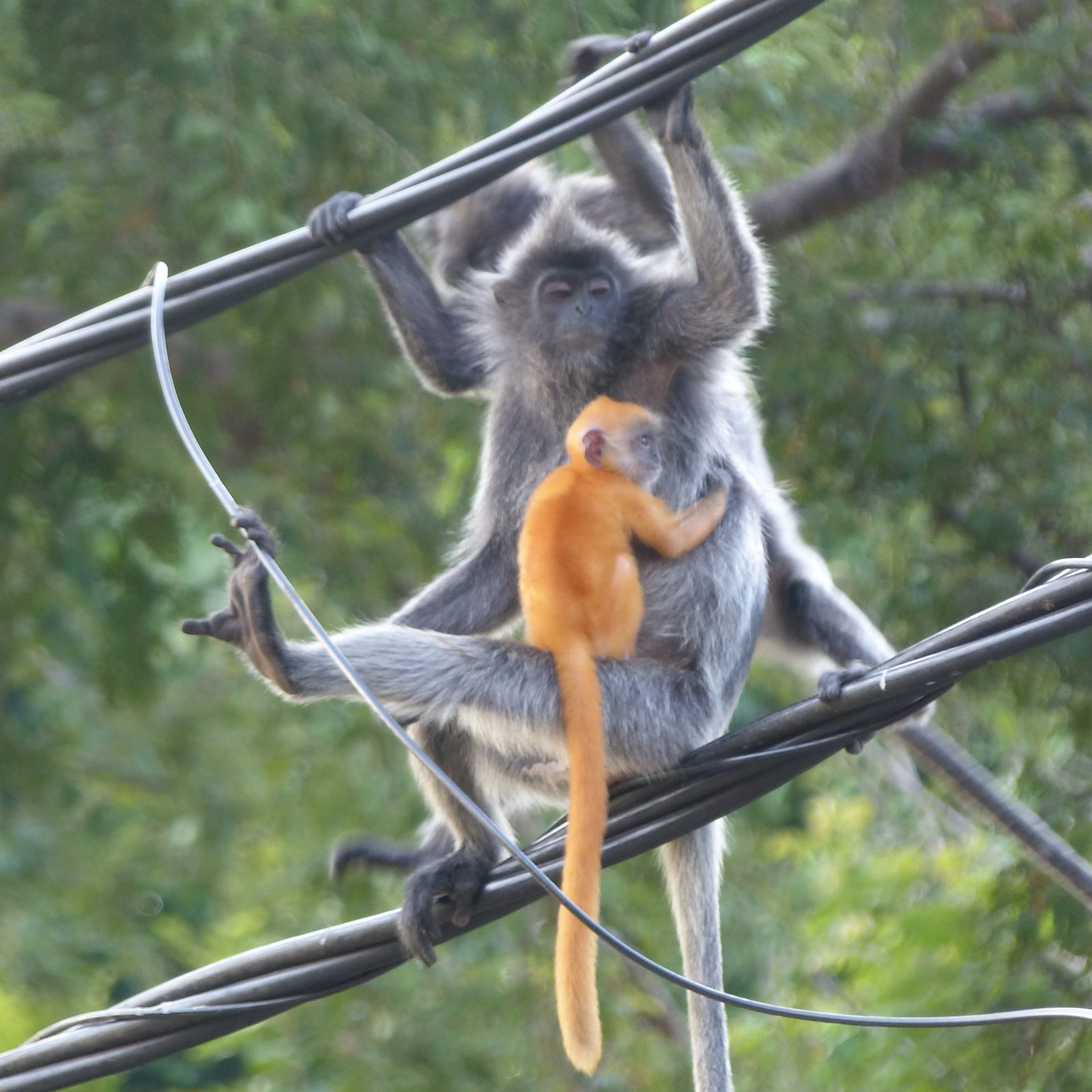 Langur argentée et son bébé orange, Malaisie