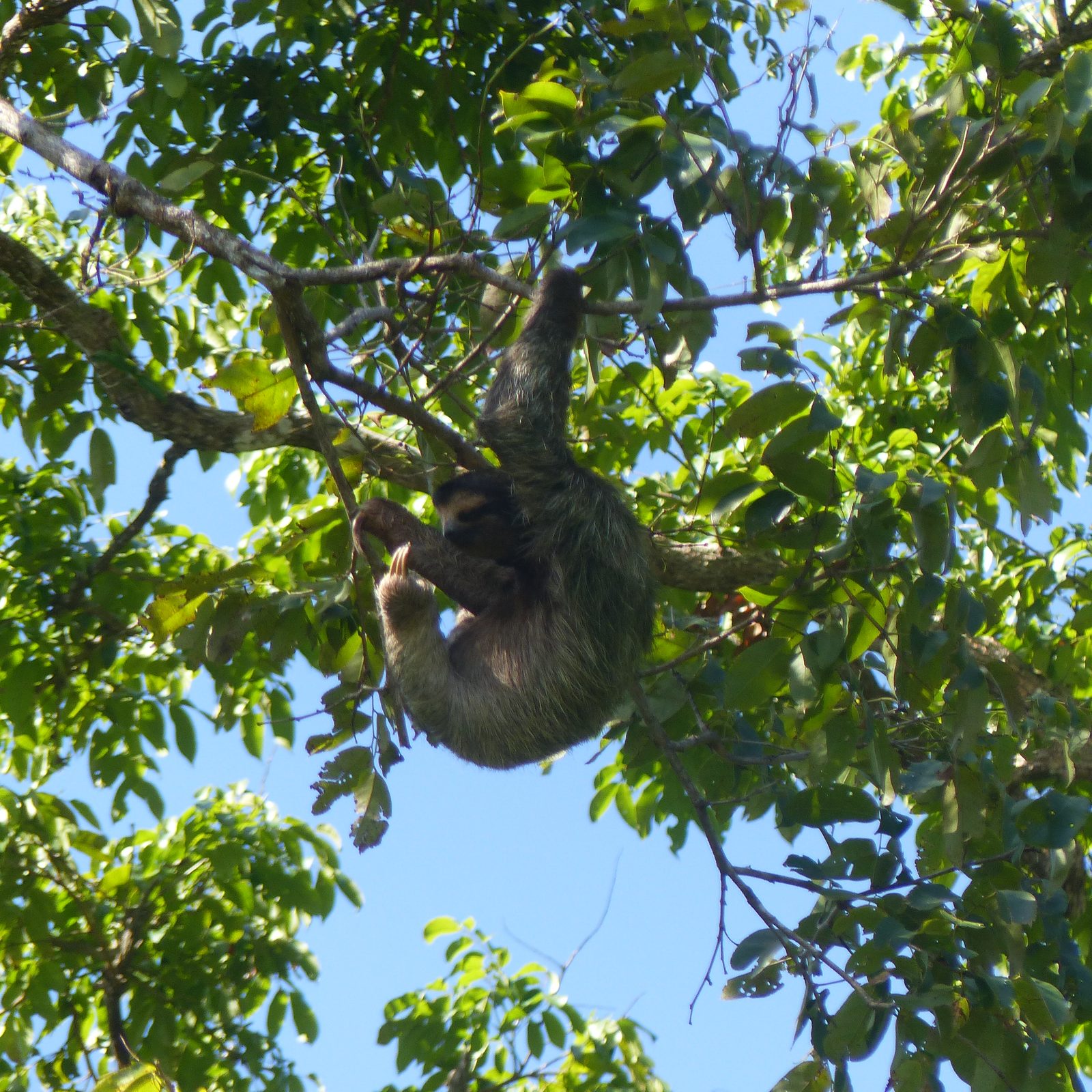 Paresseux dans la jungle de Boquete, Panama
